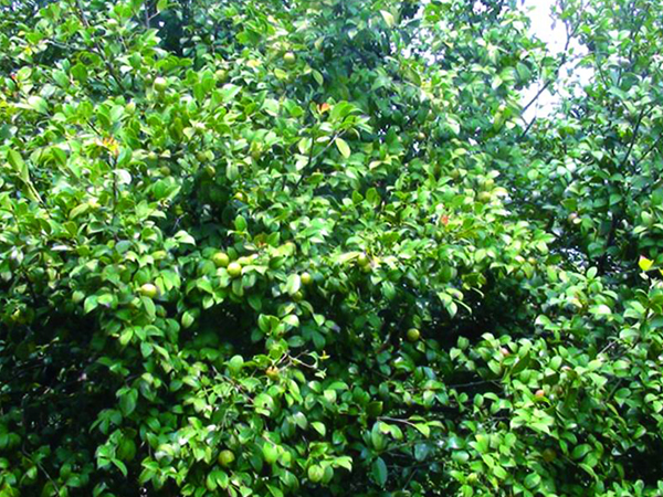 學(xué)塘茶油基地